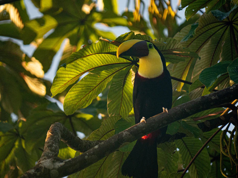Toucan perched on a branch among green leaves; chestnut billed Tortuguero, Costa Rica
