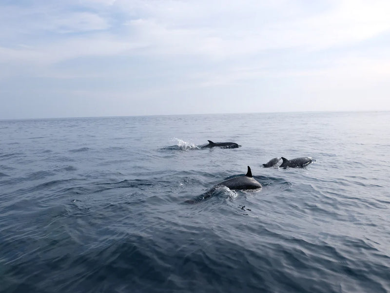 Three dolphins swimming in the ocean with a clear sky above; Uvita, Costa Rica