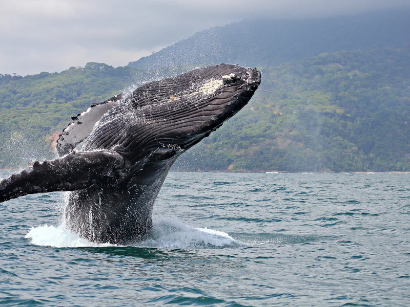 Humpback whale breaching out of the water with a mountainous landscape in the background; Uvita, Costa Rica
