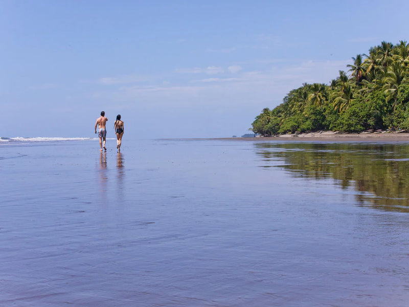 Two people walking on a beach with a forest in the background; Uvita, Costa Rica, Central Pacific
