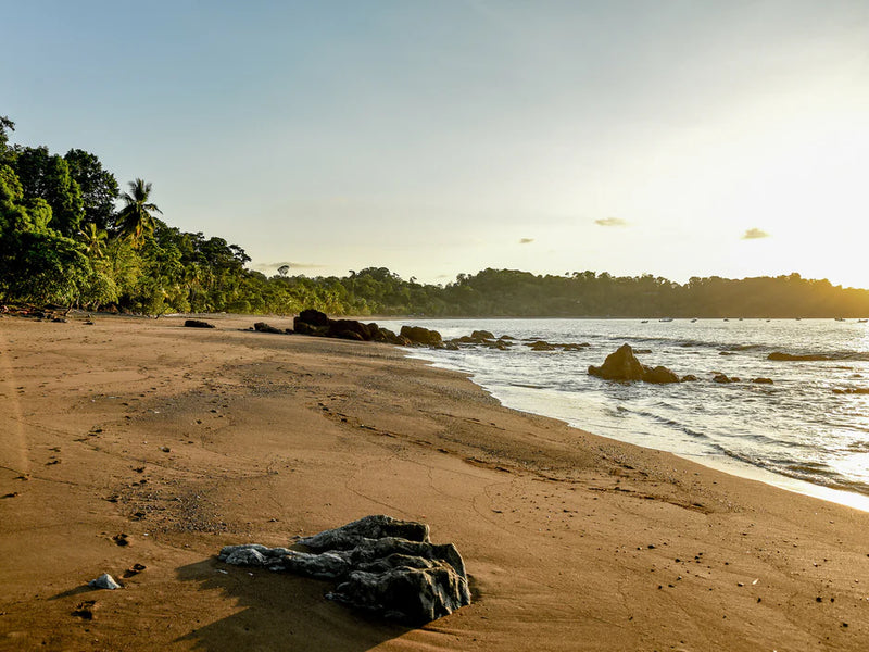 Beach scene with sand, water, and trees under a clear sky; Osa Peninsula, Cabo Matapalo, Costa Rica