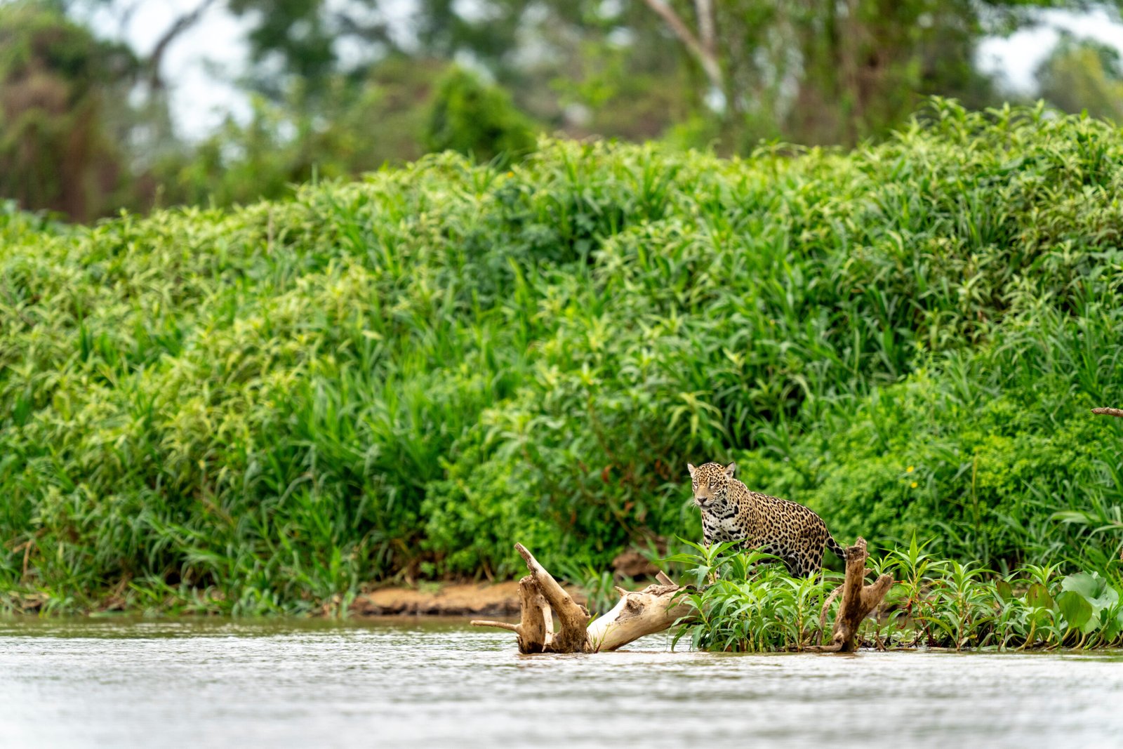 Jaguar in Pantanal, Wildlife