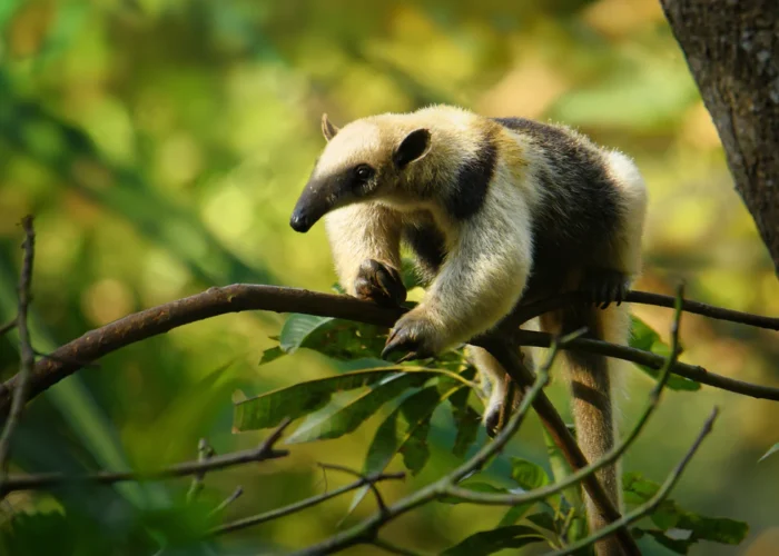 Arenal anteater