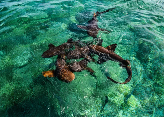 Belize Shark Ray Alley