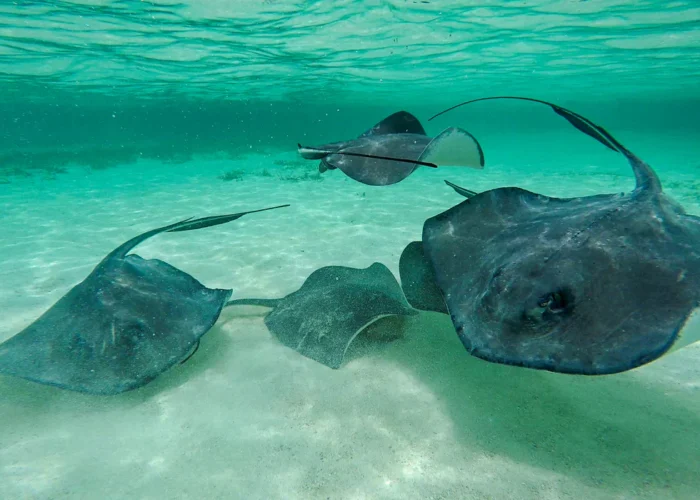 Belize Shark Ray Alley rays