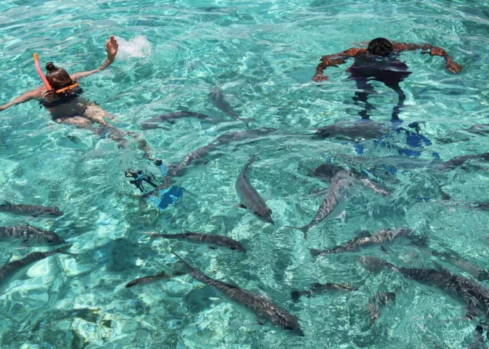 Belize Shark Ray Alley snorkelers