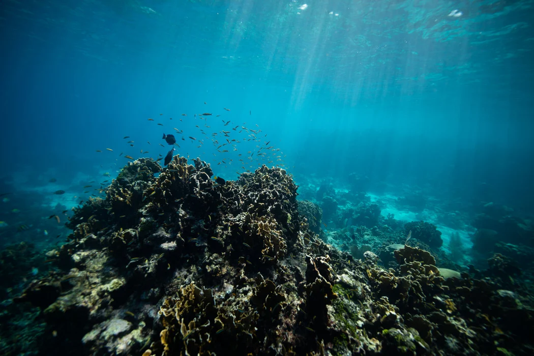 Belize reef snorkeling