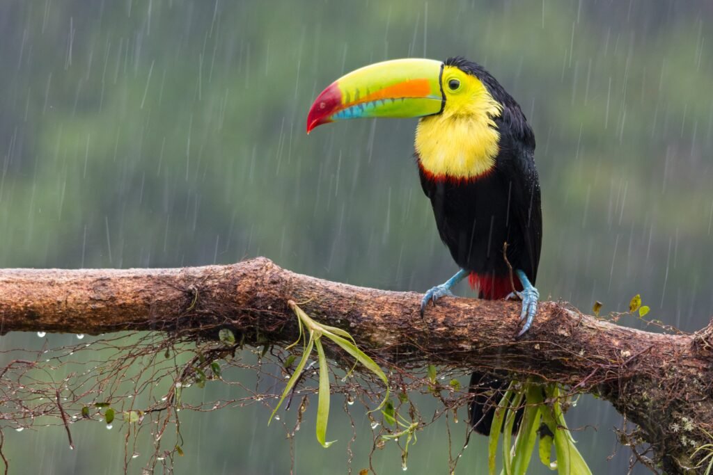 Green season weather in Costa Rica, September, when to go, colorful keel billed toucan in the rain, tropical bird, wildlife