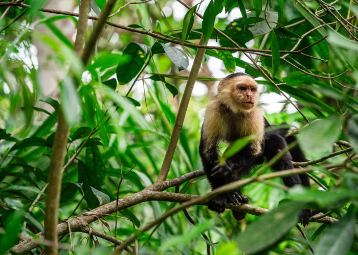 Cahuita monkey Costa Rica