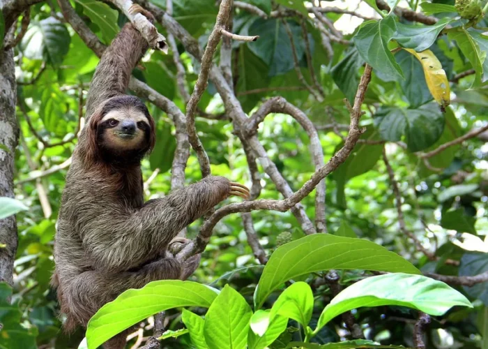 Cahuita sloth Costa Rica