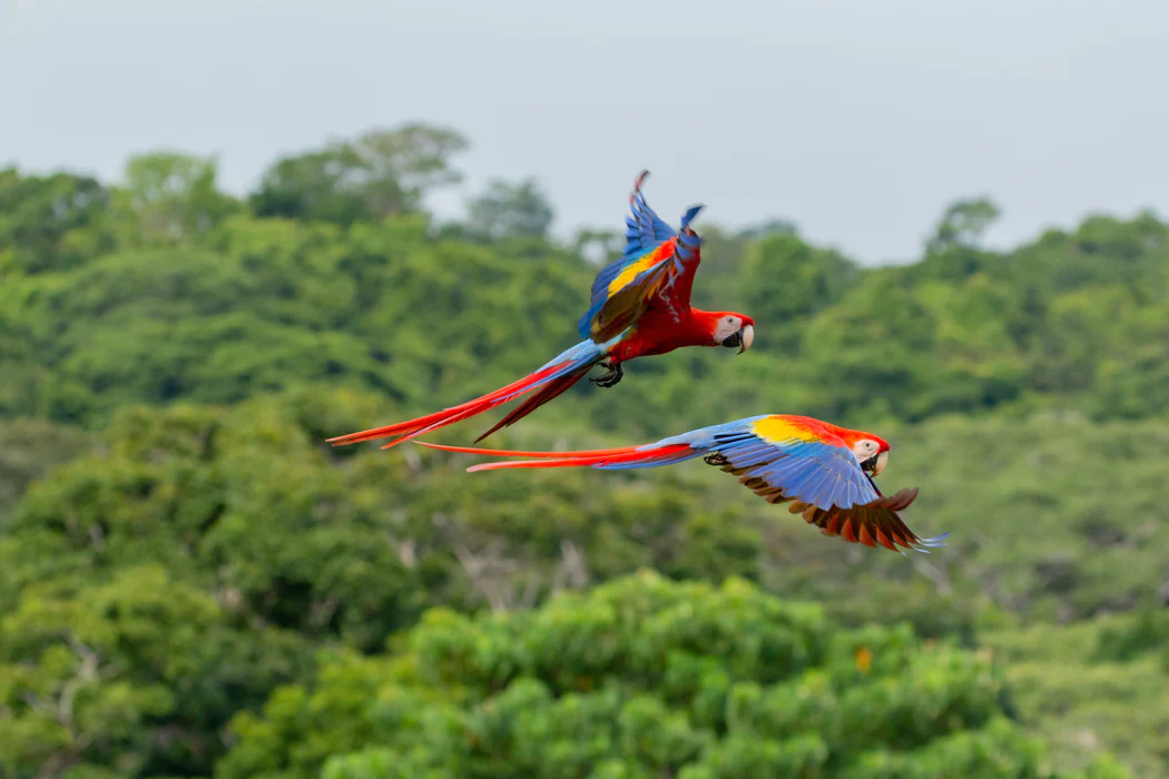 Corcovado scarlet macaws
