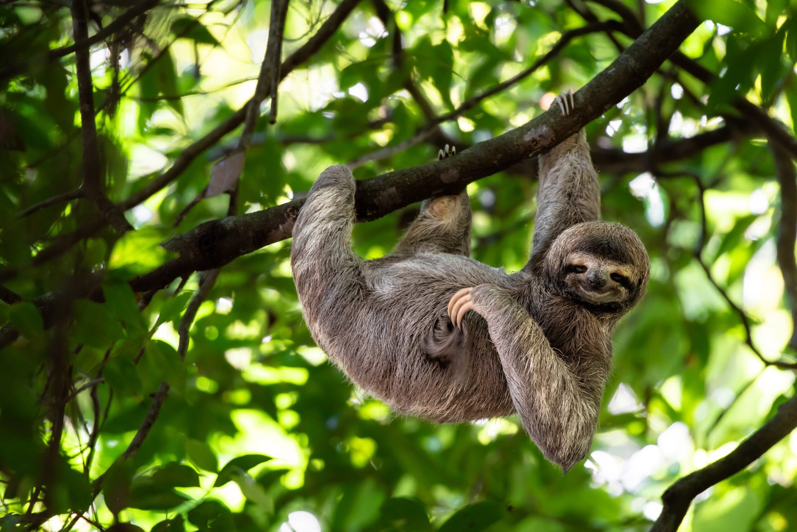 Costa Rica smiling sloth