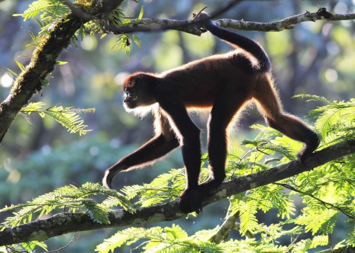 Costa Rica spider monkey