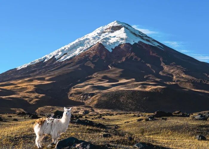 Ecuador Cotopaxi llama beneath volcanic peak