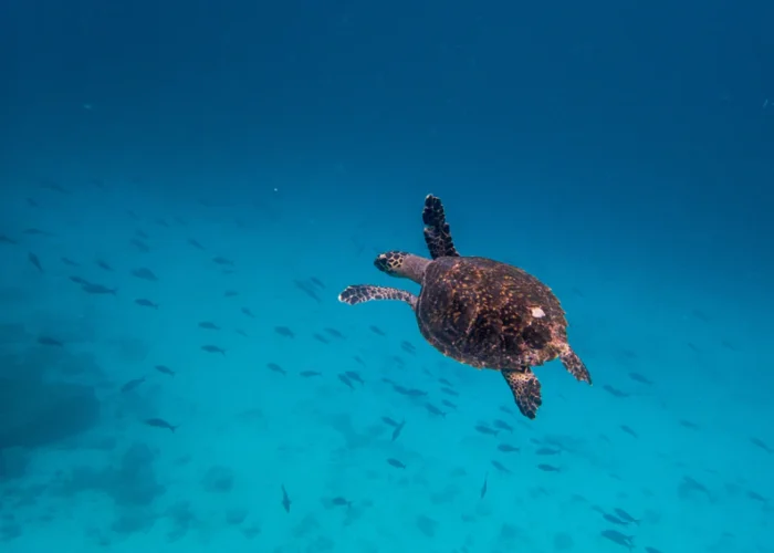 Ecuador Galapagos snorkeling turtle