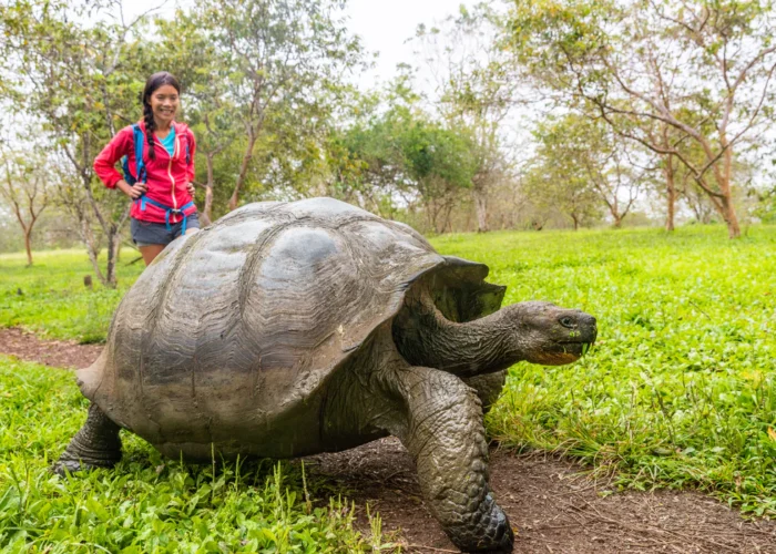 Galapagos El Chato tortoise
