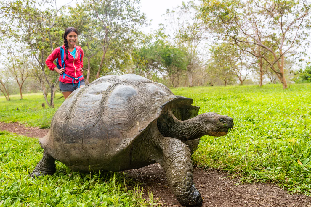 Galapagos El Chato tortoise