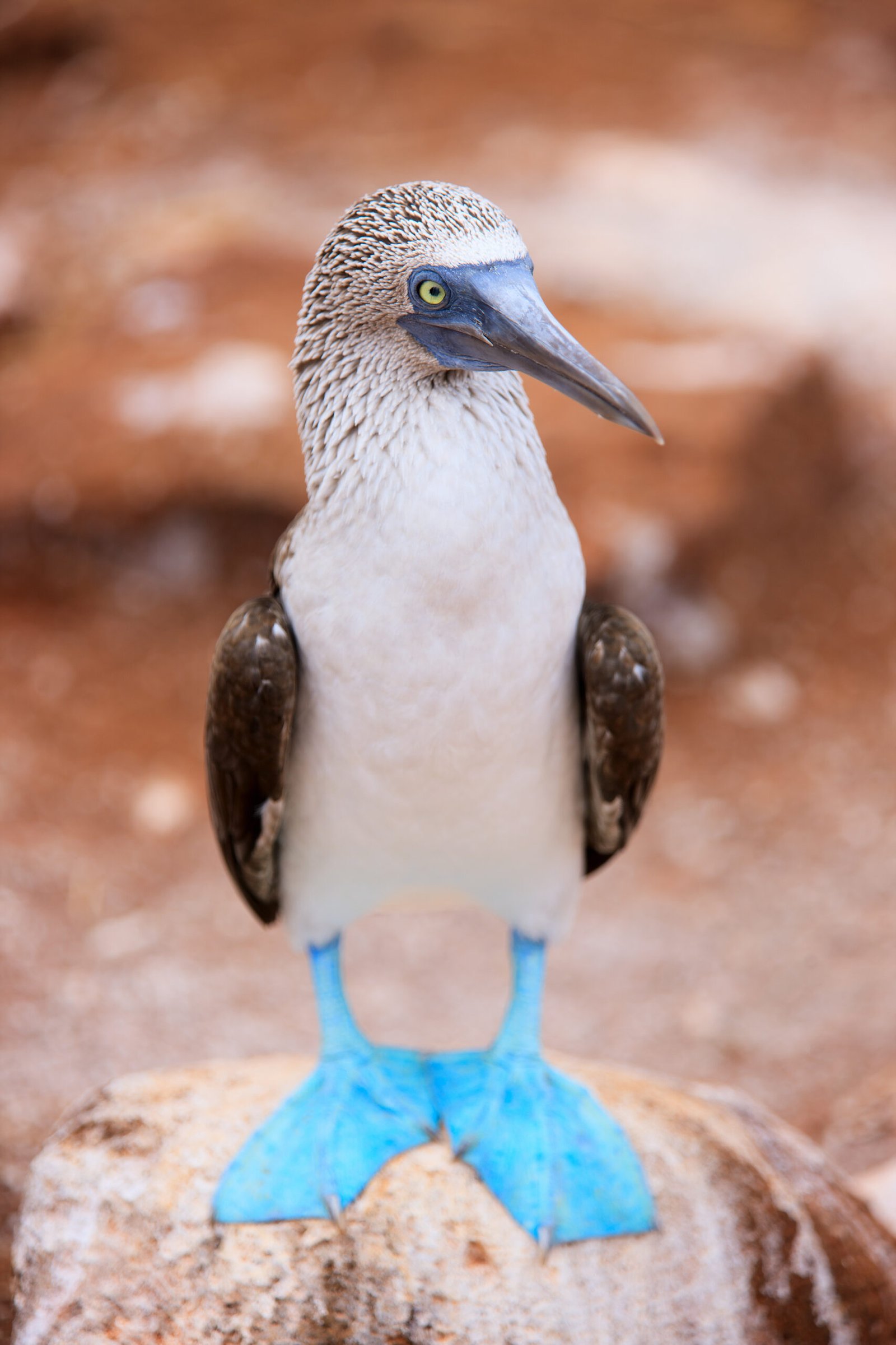 Close up of blue footed booby at Galapagos island of North Seymour