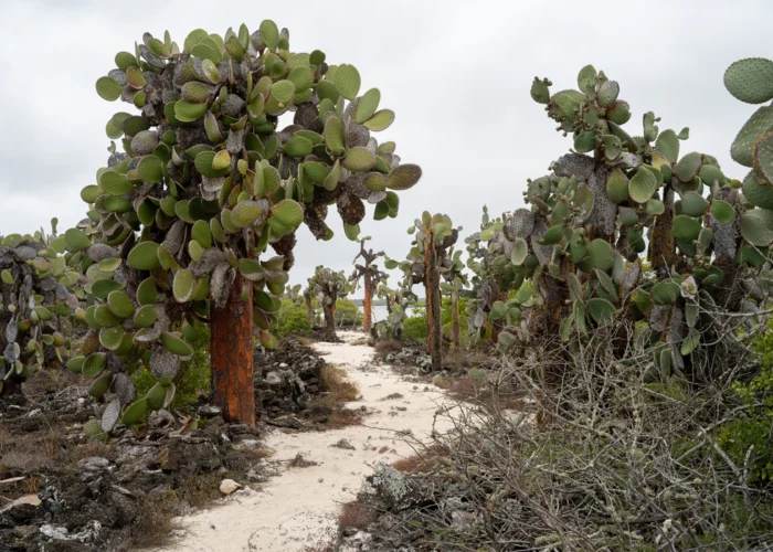 Galapagos cacti forest Santa Cruz