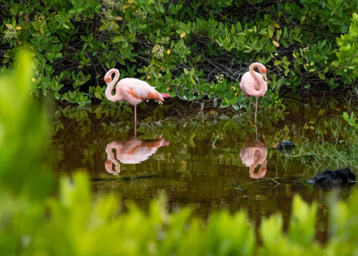 Galapagos flamingos