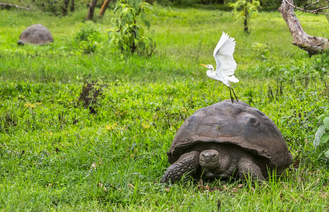 Galapagos giant tortoise Santa Cruz