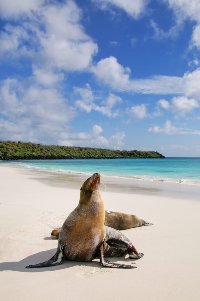 Galapagos sea lions on the beach at Gardner Bay, Espanola Island, Galapagos National park, Ecuador
