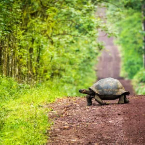 Galapagos giant tortoise road Ecuador