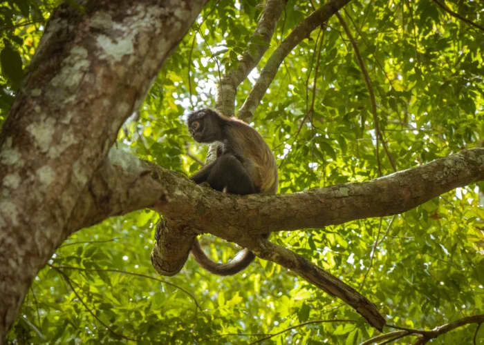 Guatemala Peten monkey