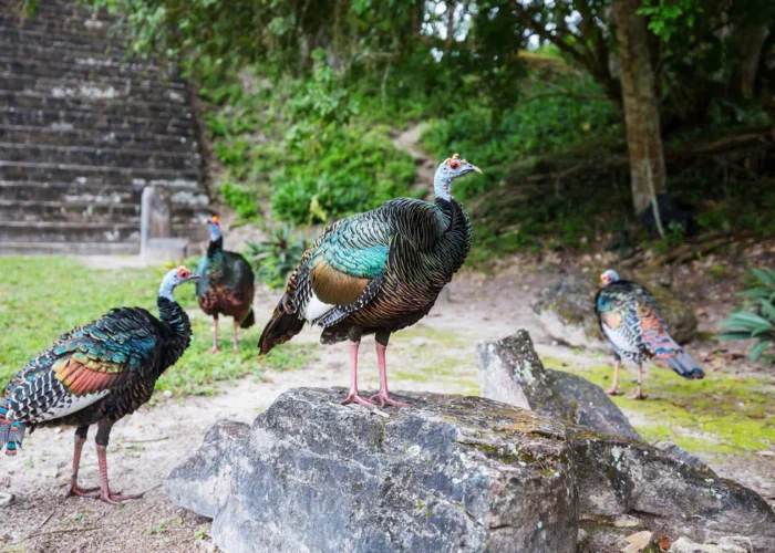 Guatemala Tikal pavos