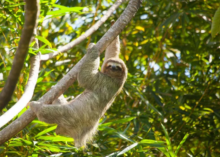 Manuel Antonio sloth smile