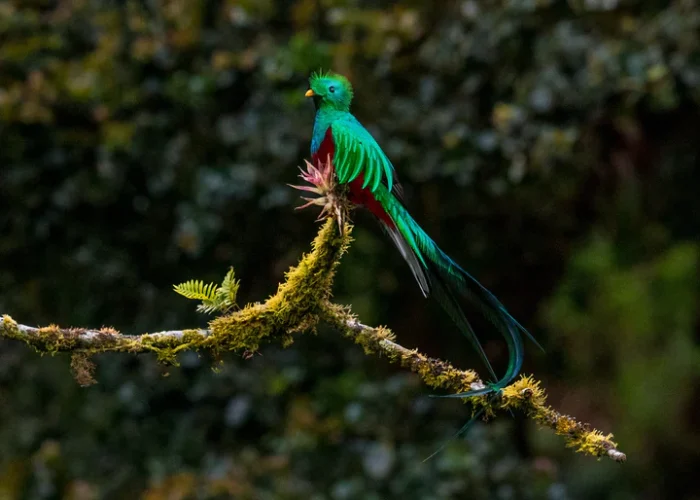 Monteverde quetzal
