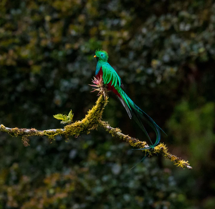 Monteverde quetzal