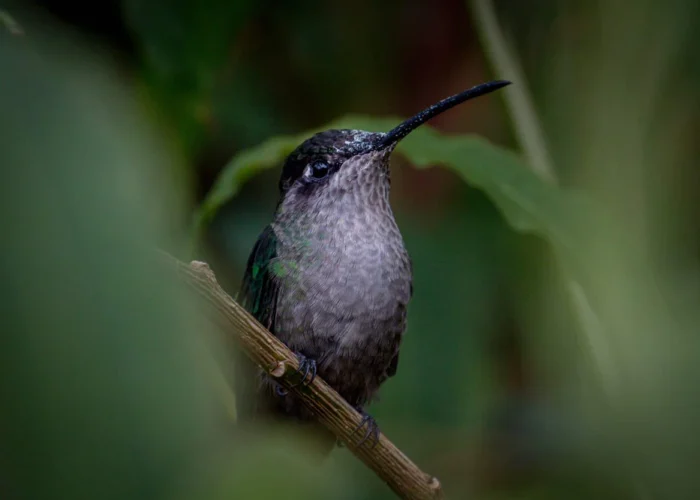Nosara hummingbird