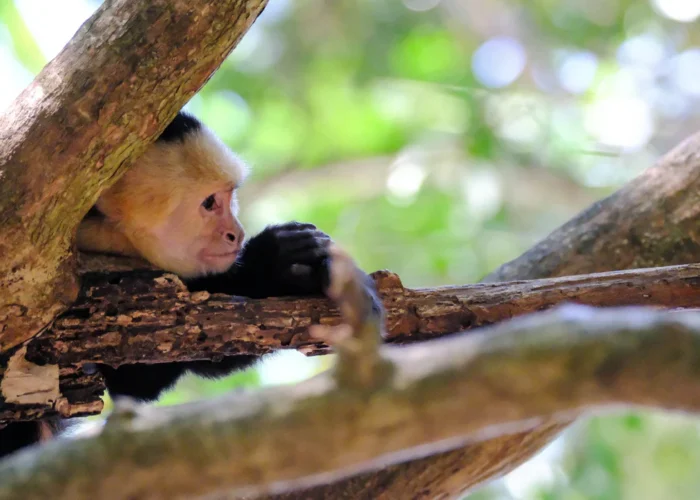 Nosara white faced monkey Costa Rica