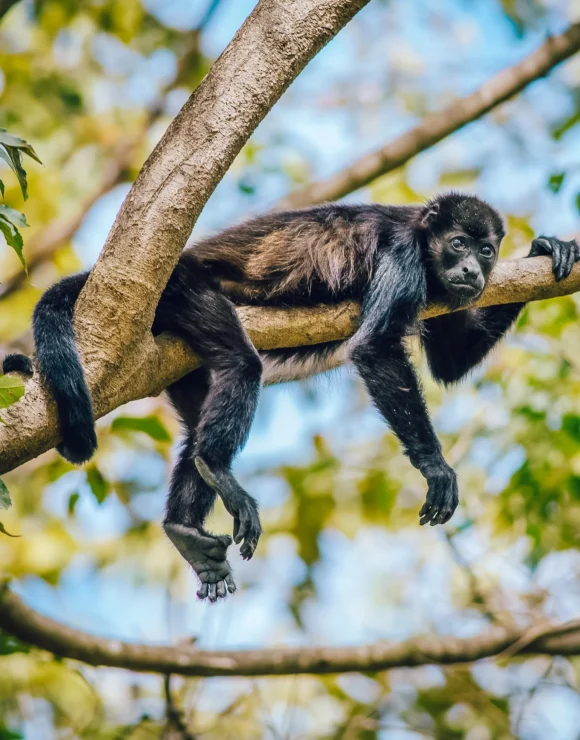 Costa Rica howler monkey