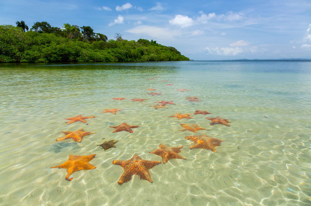 Panama Bocas del Toro starfish beach