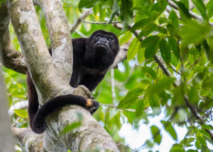Panama Isla Palenque howler monkey