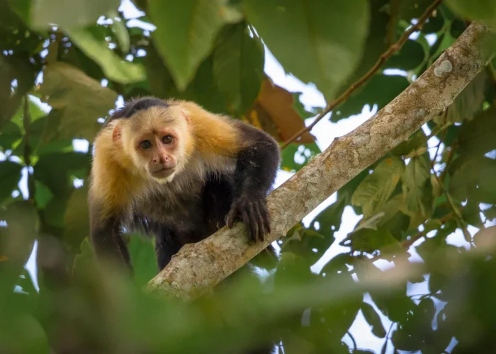 Panama Santa Catalina monkey