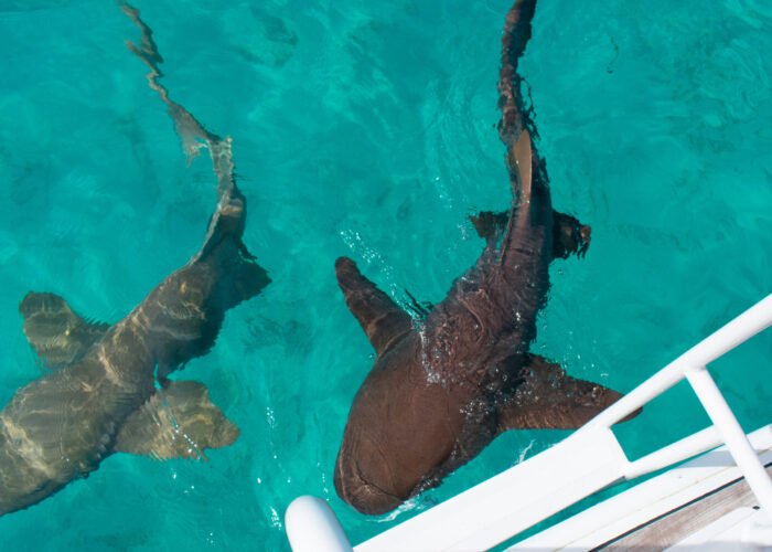 Nurse sharks Panama