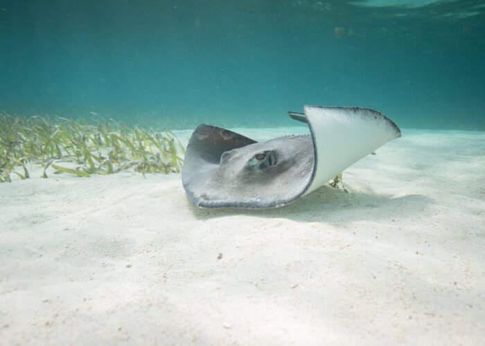 Stingrays Panama