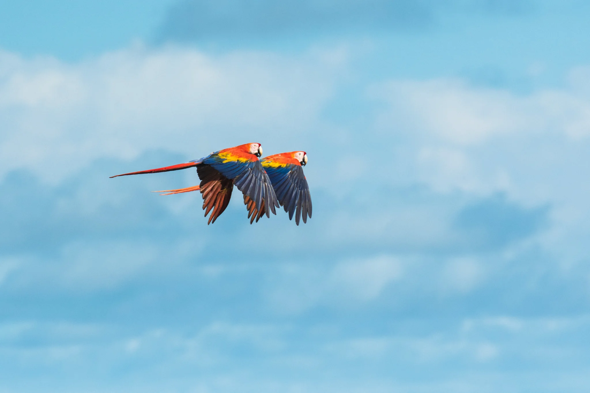 Scarlet macaws flying Osa Peninsula Costa Rica