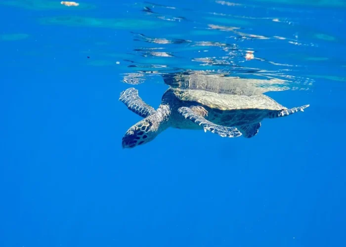 Sea turtle snorkeling Costa Rica