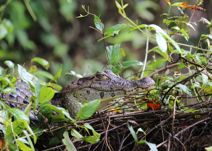 Tortuguero caiman