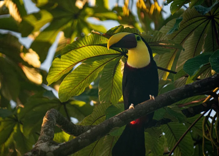 Tortuguero toucan