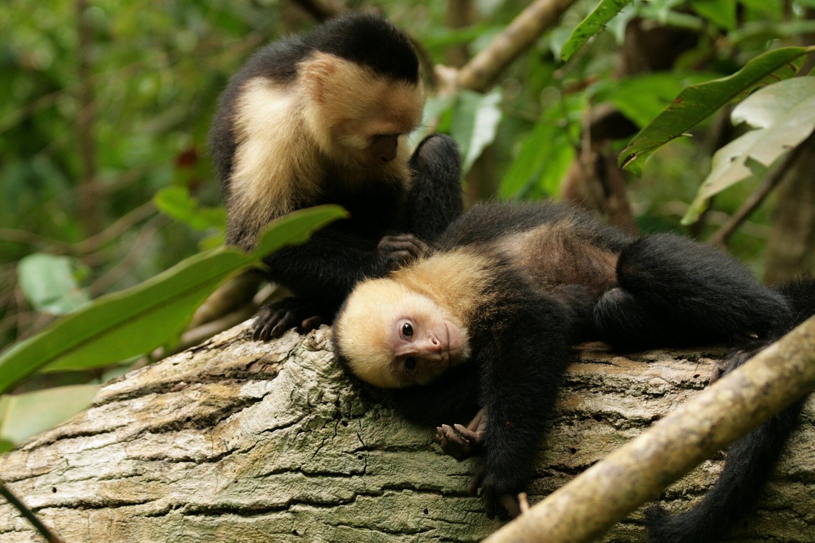 Manuel Antonio honeymoon