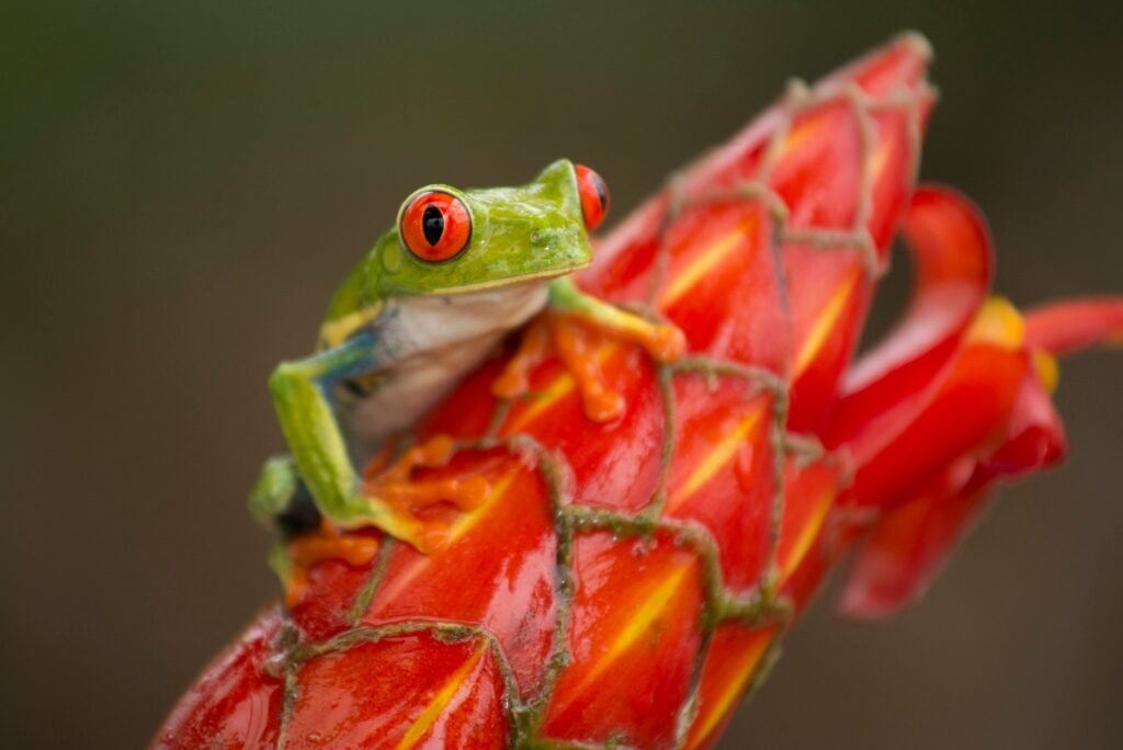 Costa Rica Tortuguero frog