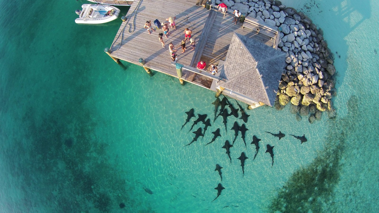 hungry nurse sharks in the Caribbean