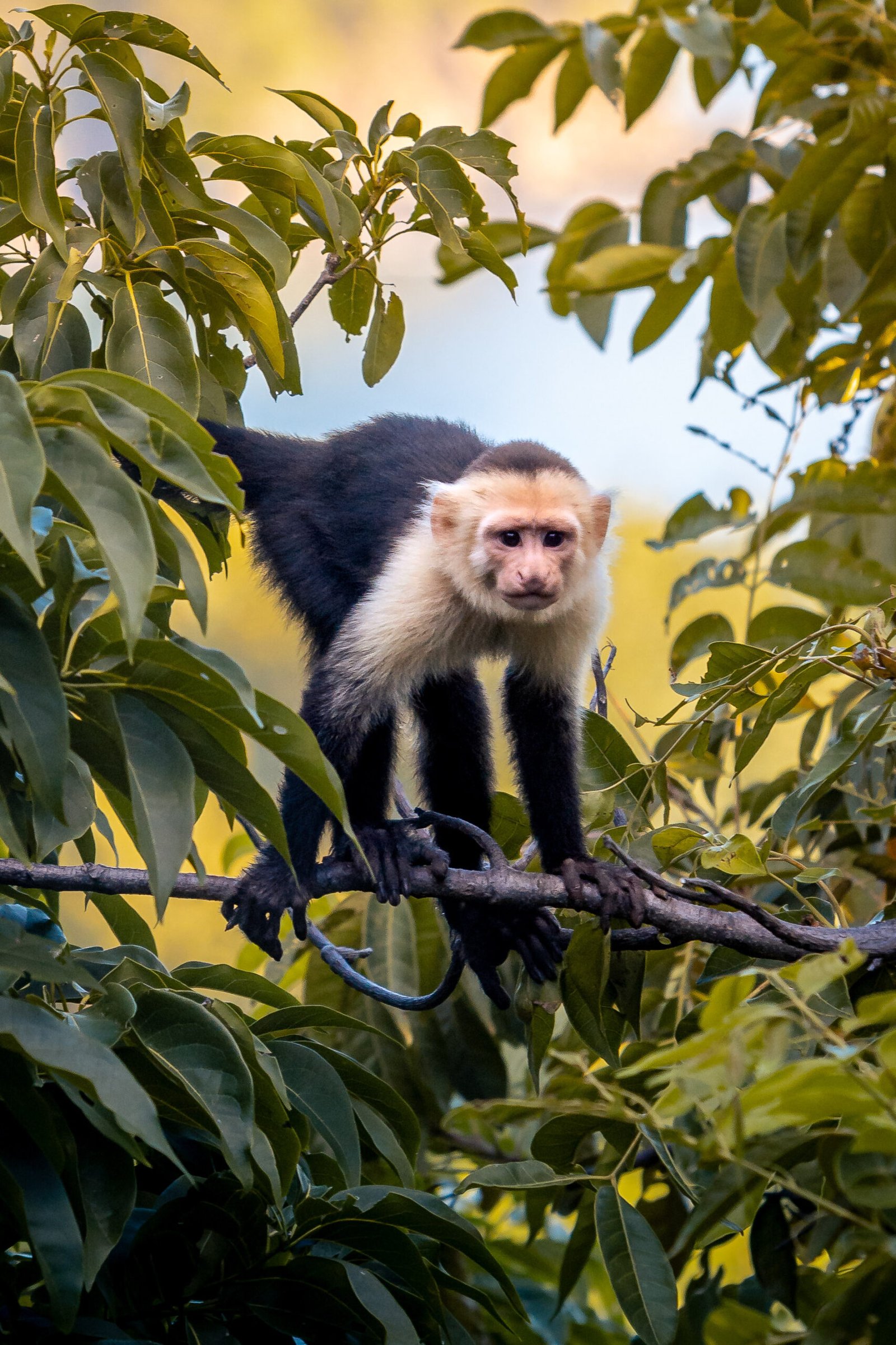 White-faced Capuchin Monkey in Costa Rica Jungle - Wildlife, Nature, Tropical Forest, Primate, animal
