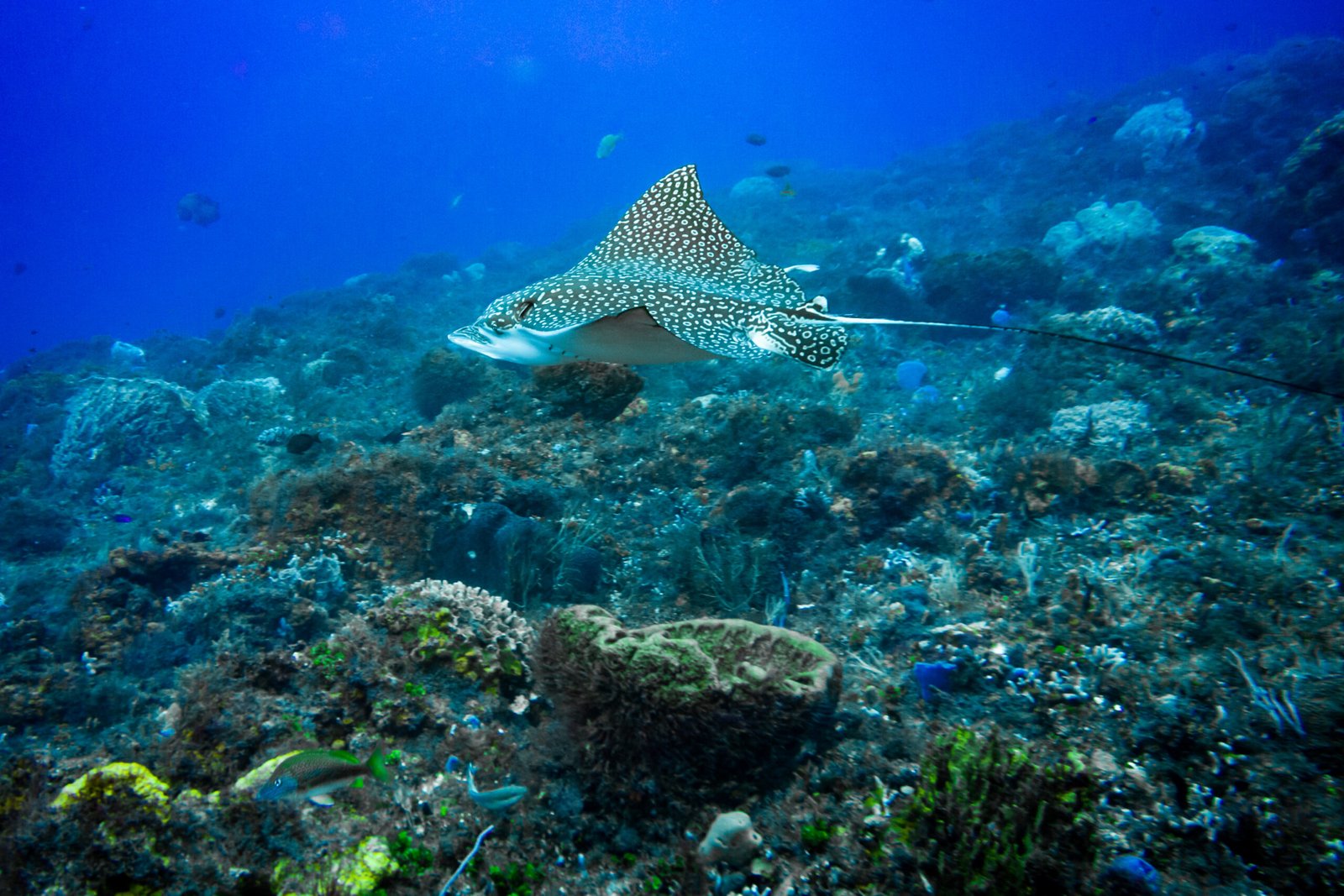 Eagle Ray Over Punta Tunich reef, Cozumel