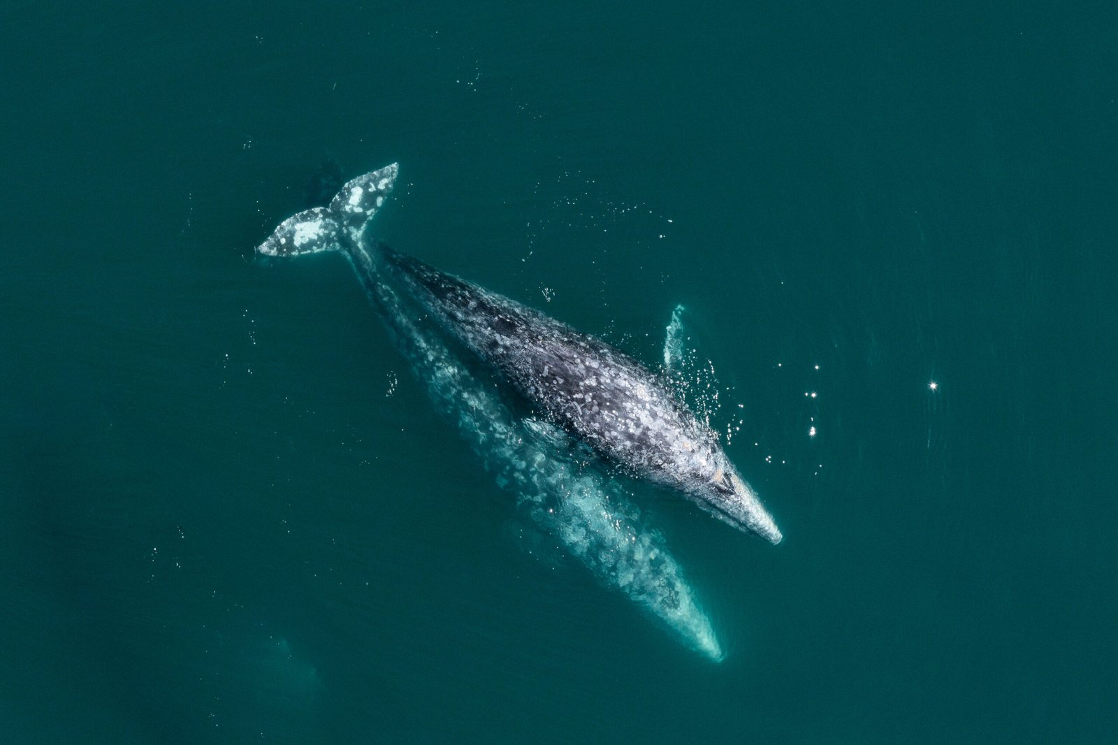 Gray whale mother and calf swimming in Pacific Ocean